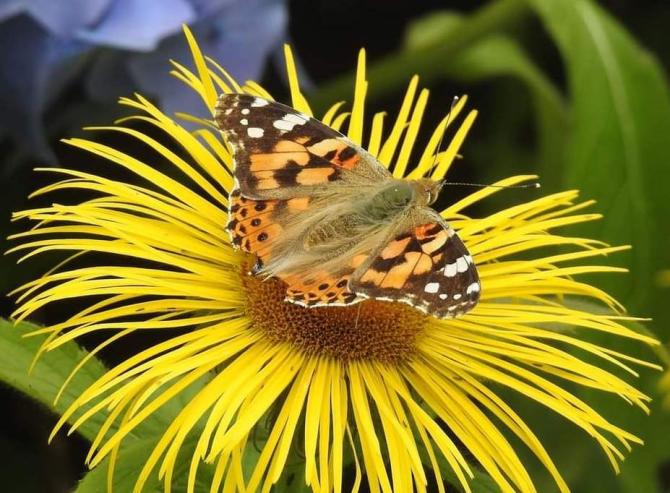 A Painted Lady